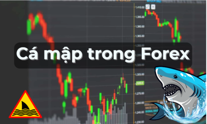 Cá mập trong forex